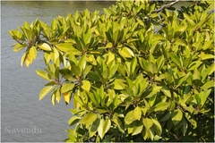 Bruguiera gymnorrhiza